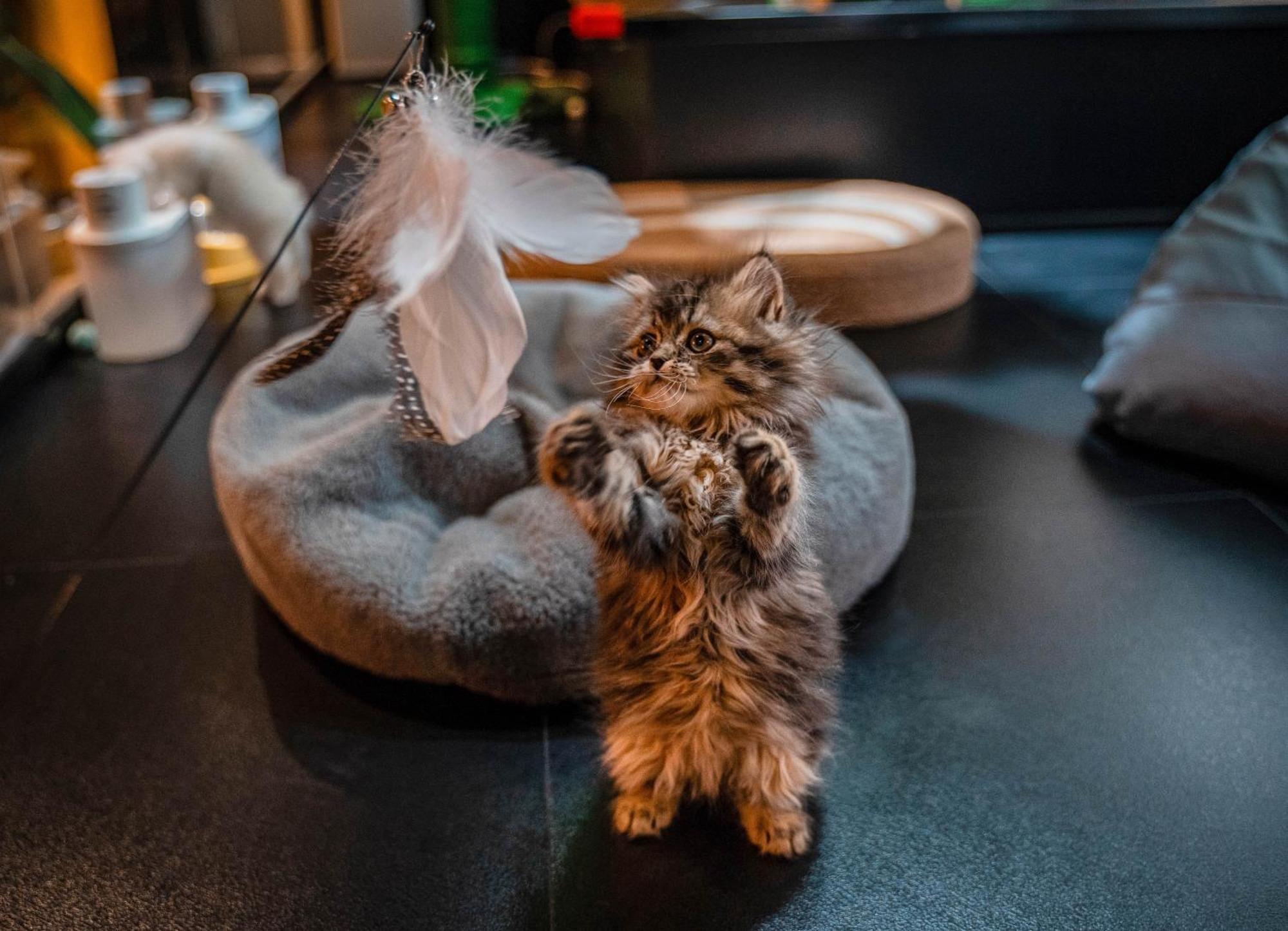 Hesu Designer Hotel & Suites -Near Xi'An Drum Tower And Yongning Gate -Free Laundry Luggage Storage -Kitty Cafe With Freshly Ground Coffee -24H Front Desk -English Service 外观 照片