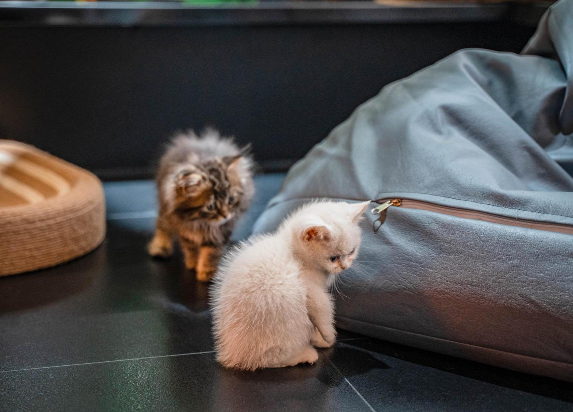 Hesu Designer Hotel & Suites -Near Xi'An Drum Tower And Yongning Gate -Free Laundry Luggage Storage -Kitty Cafe With Freshly Ground Coffee -24H Front Desk -English Service 外观 照片